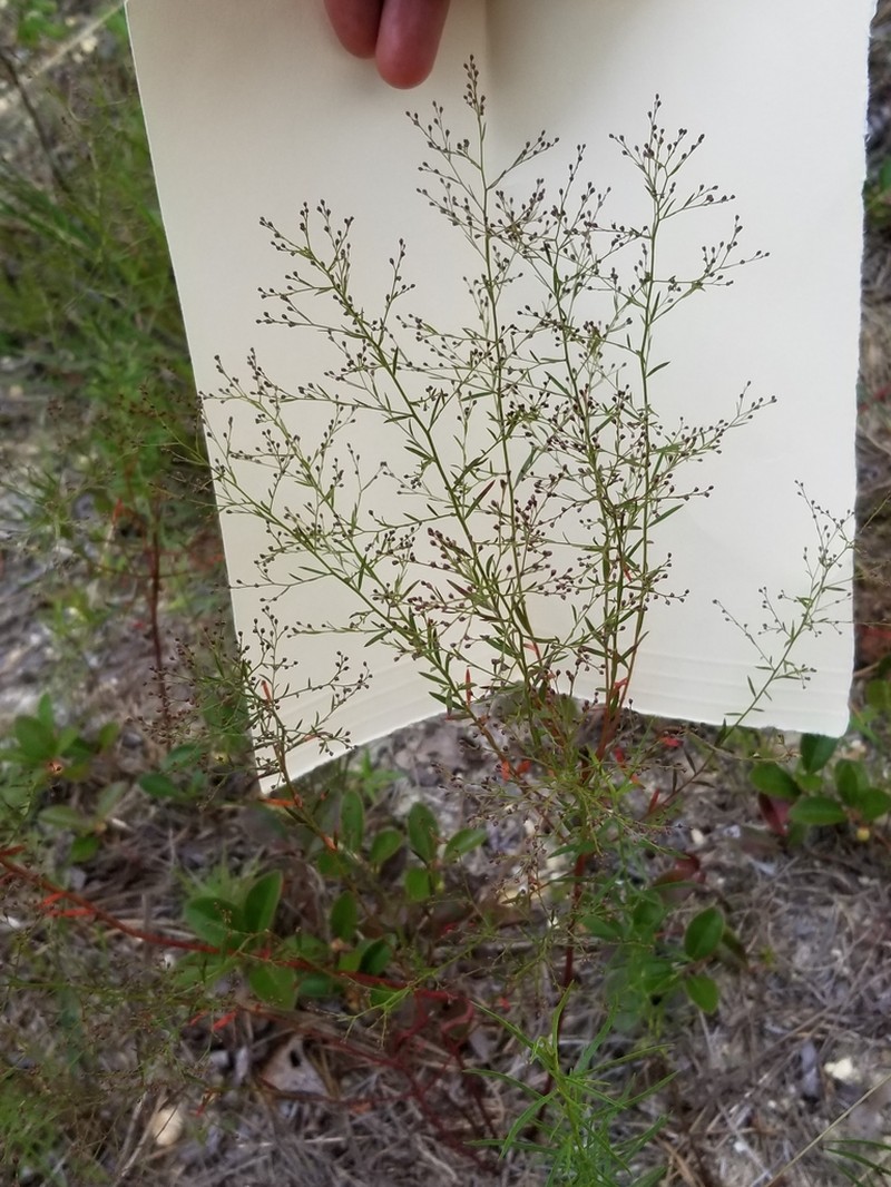 Illinois Pinweed photo 2