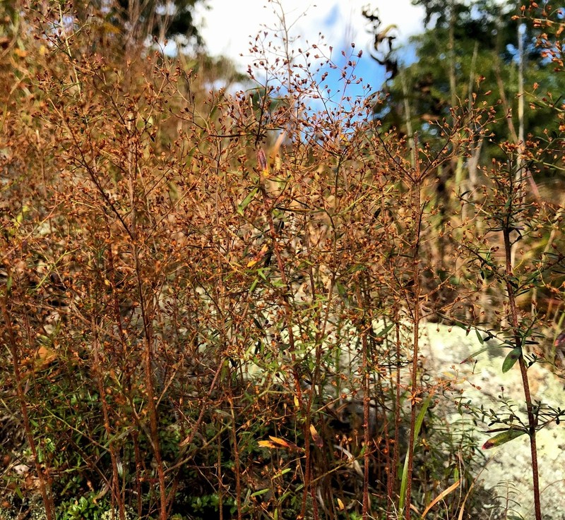 Illinois Pinweed photo 3