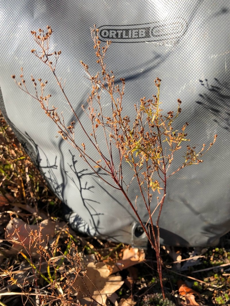 Illinois Pinweed photo 4