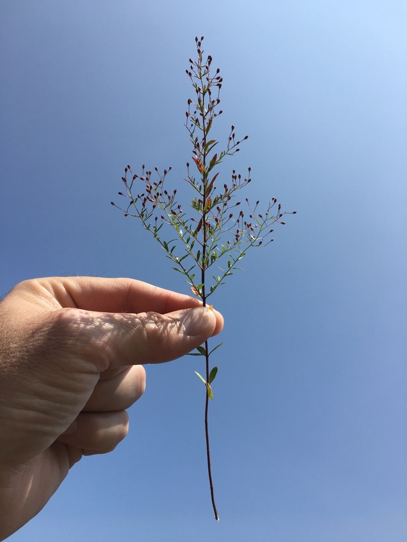 Illinois Pinweed photo 5
