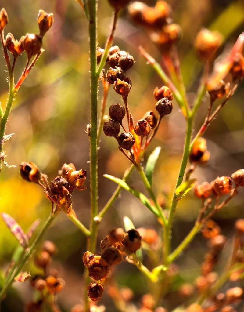 Illinois Pinweed photo 6