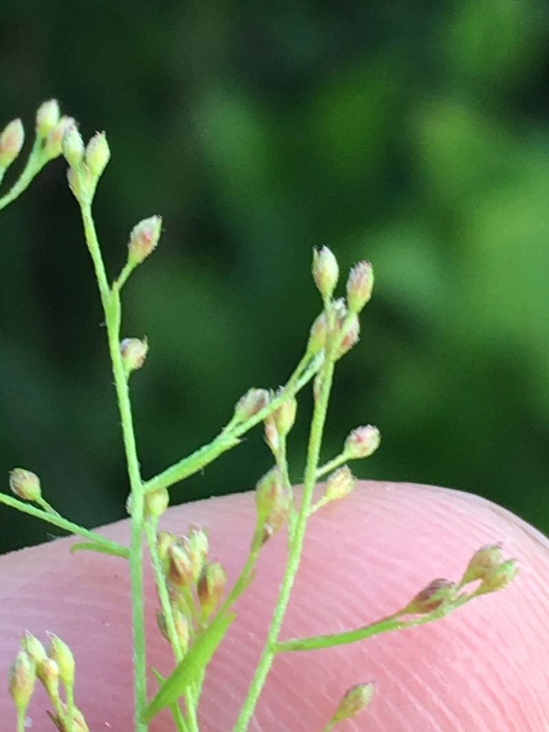 Illinois Pinweed photo 7