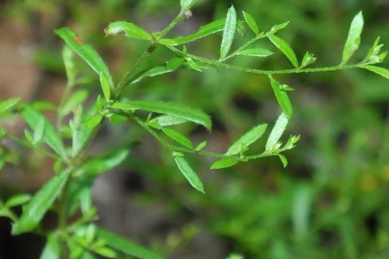 Illinois Pinweed photo 8