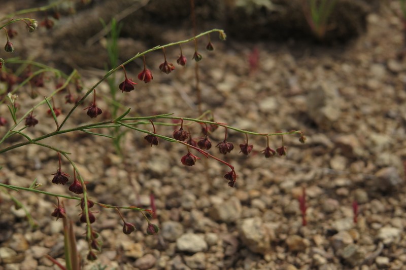 San Saba Pinweed