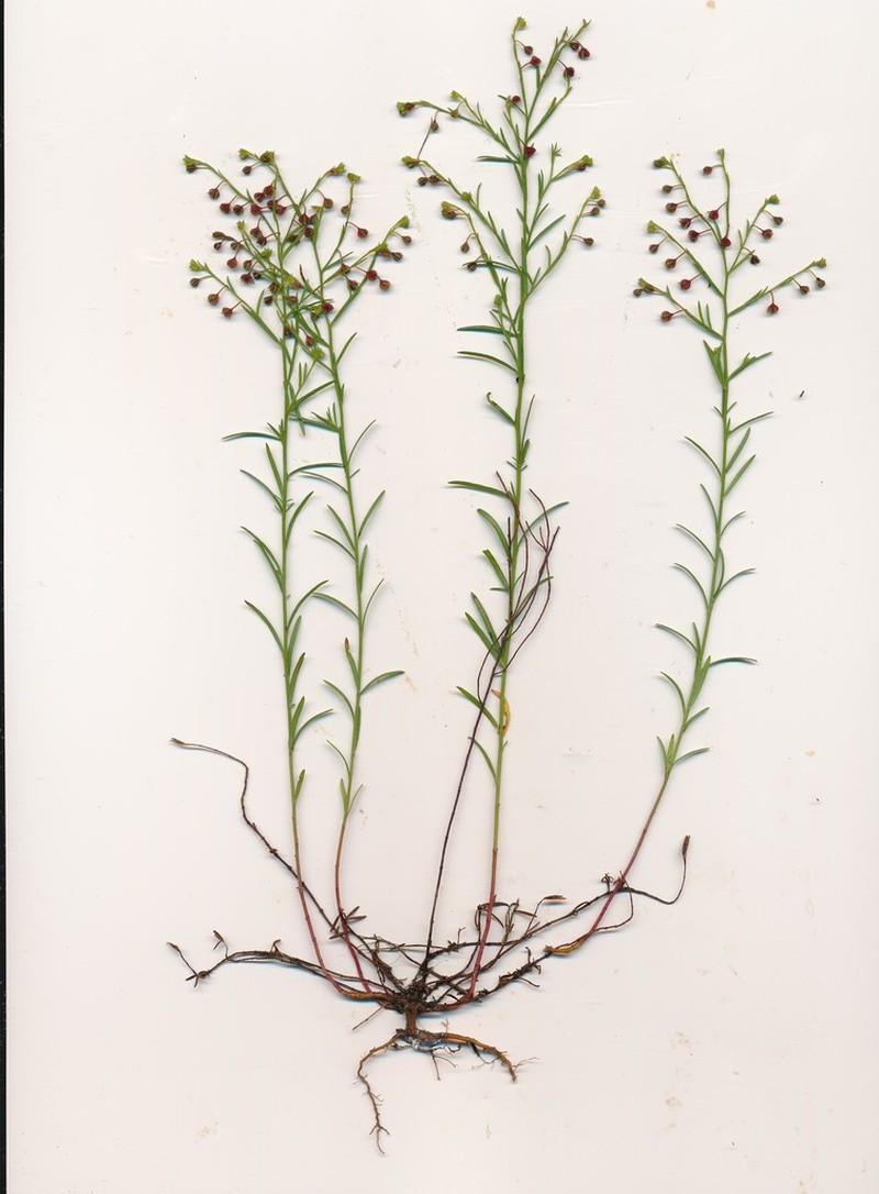 San Saba Pinweed photo 2