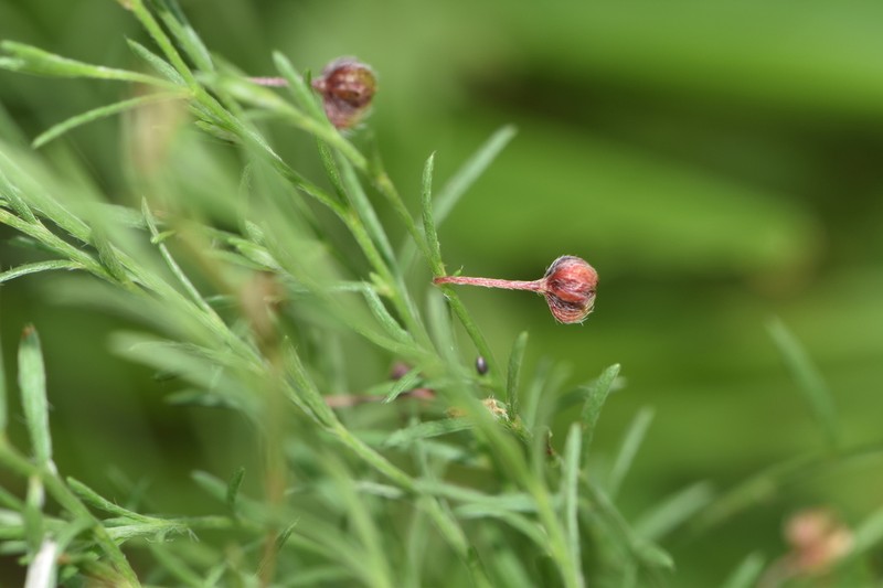 San Saba Pinweed photo 3