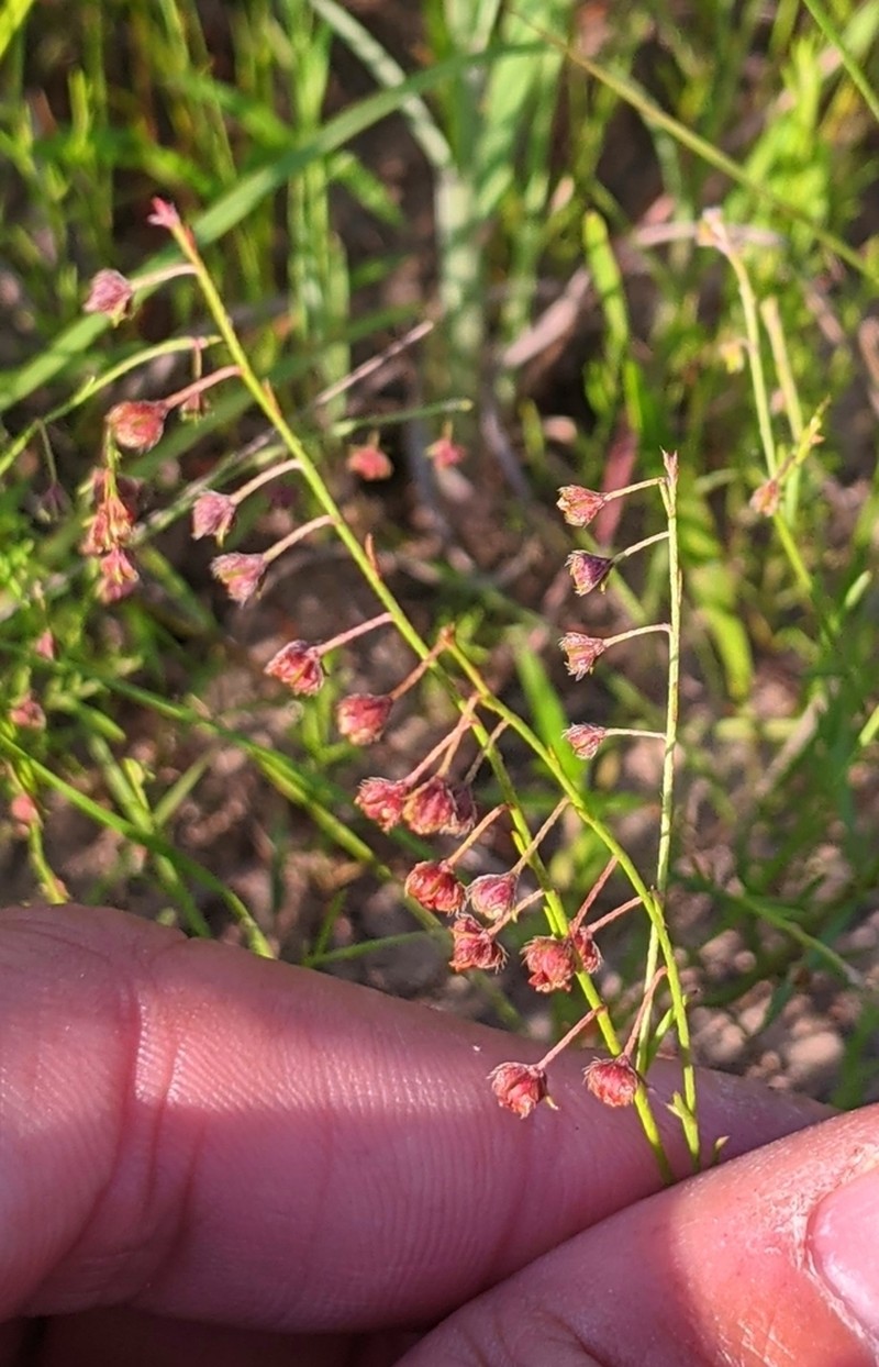 San Saba Pinweed photo 4