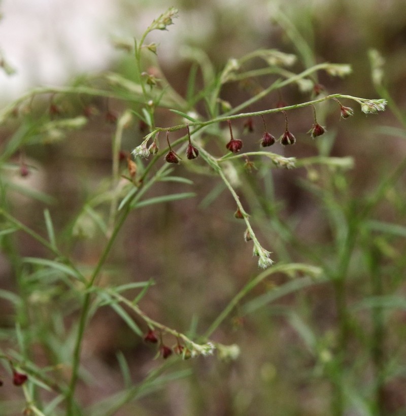 San Saba Pinweed photo 5