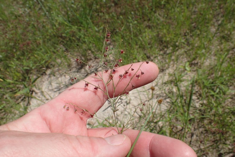 San Saba Pinweed photo 6