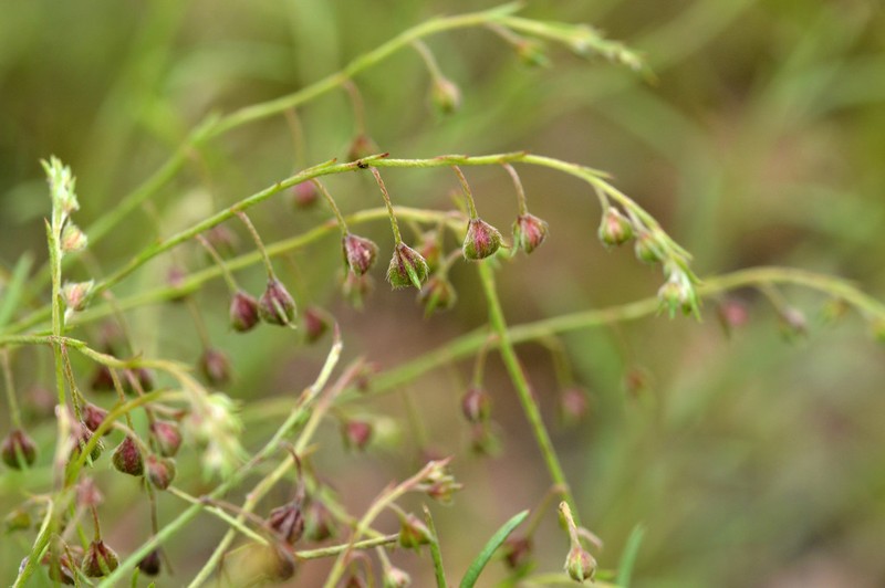 San Saba Pinweed photo 7