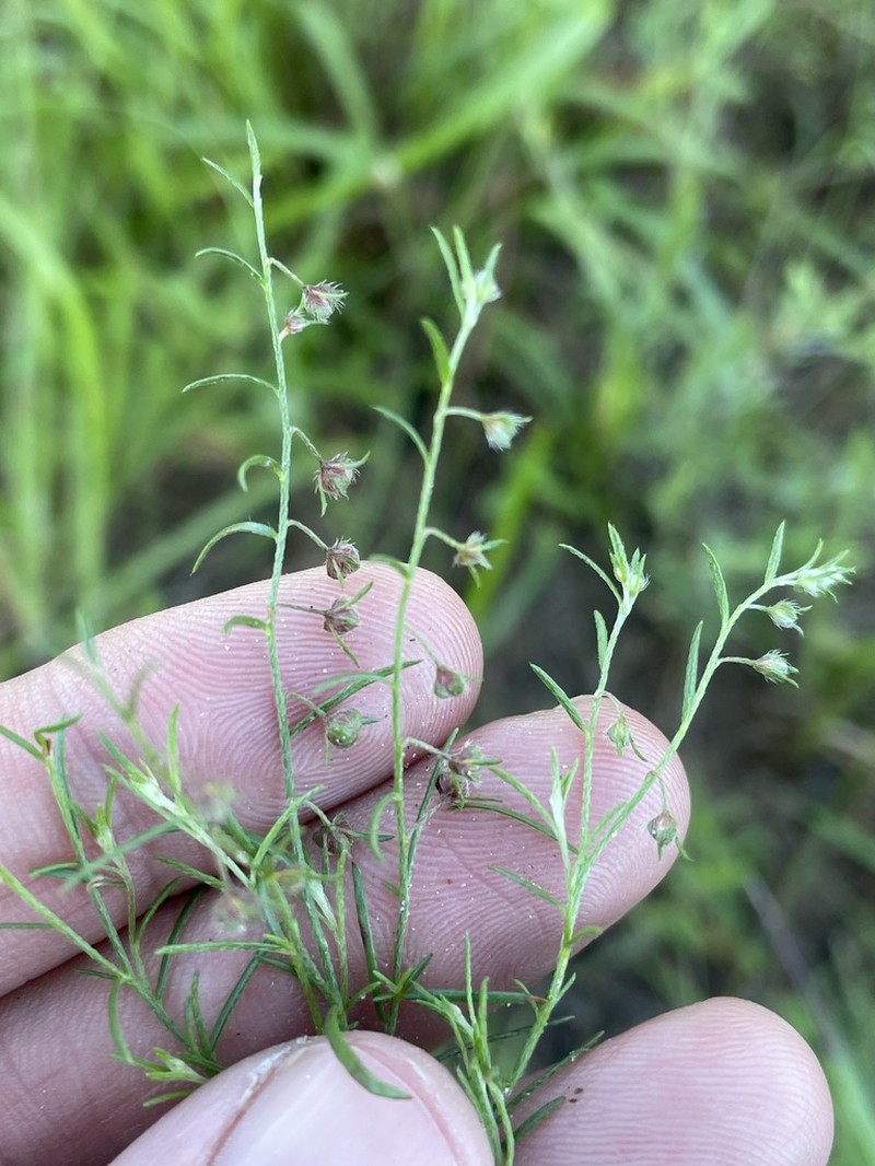 San Saba Pinweed photo 8