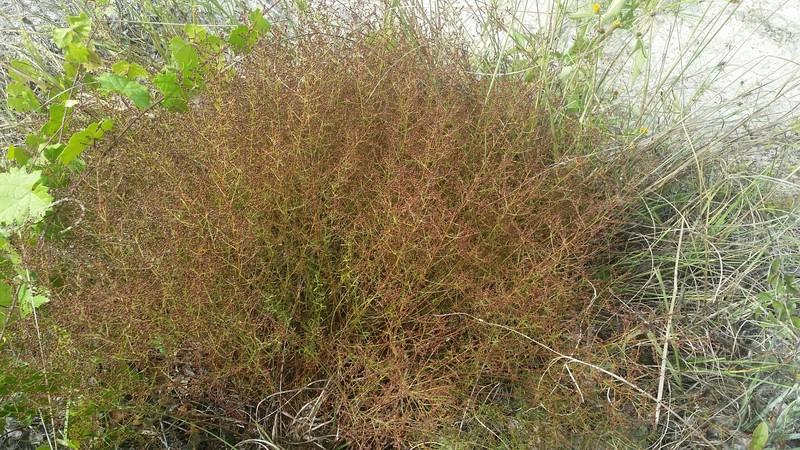 Pineland Pinweed