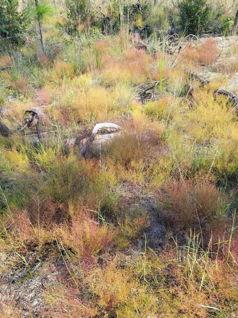 Pineland Pinweed