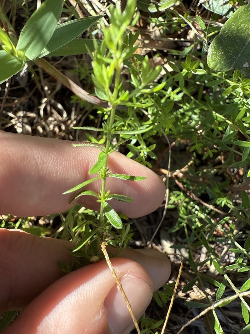 Pineland Pinweed photo 2