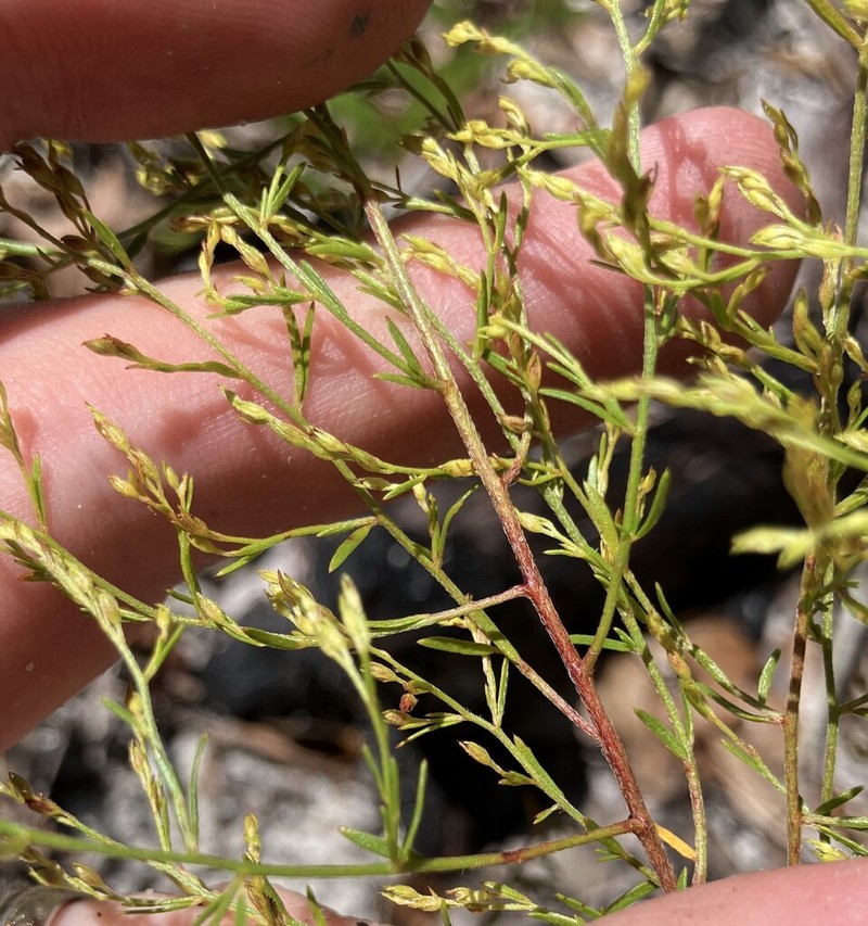 Pineland Pinweed photo 3