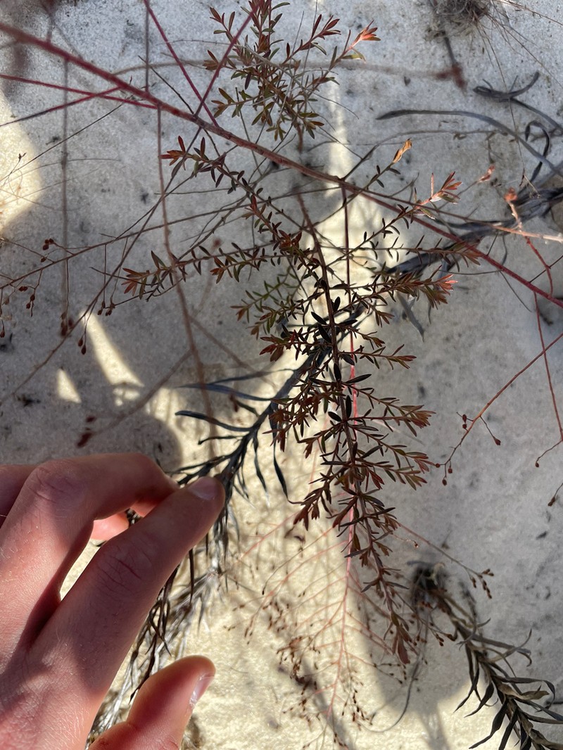 Pineland Pinweed photo 4