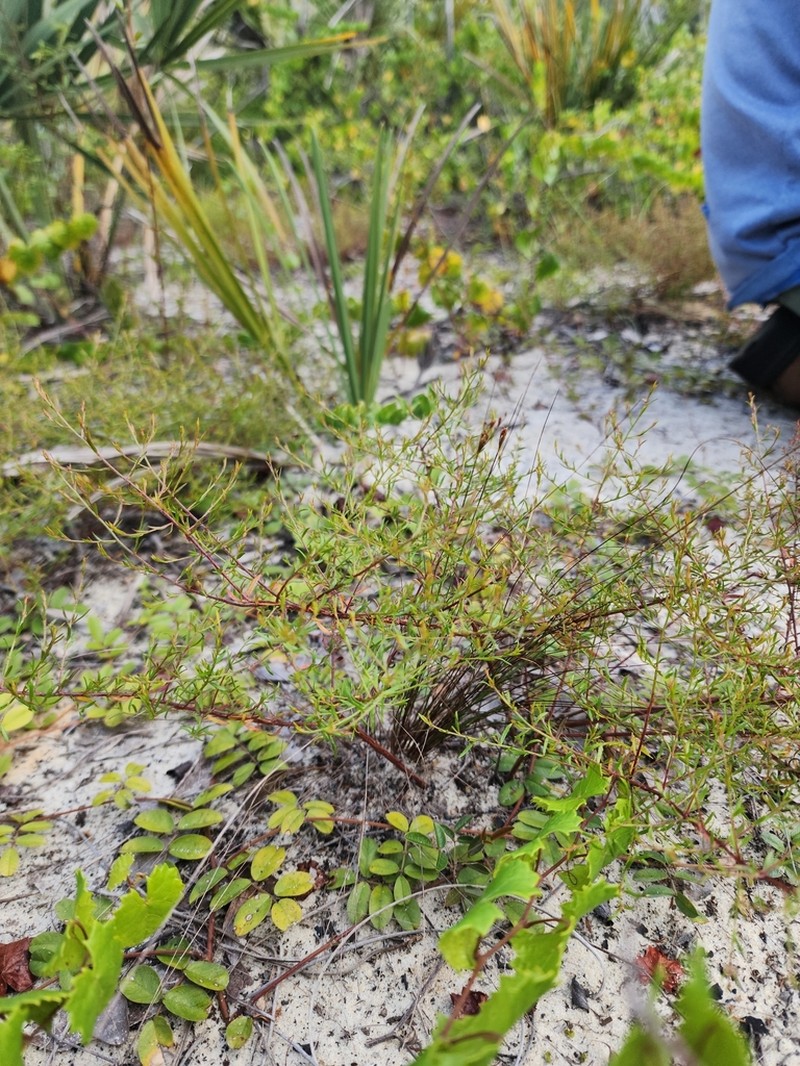 Pineland Pinweed photo 5
