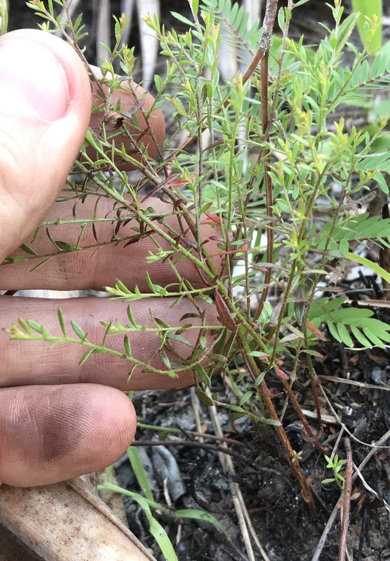 Pineland Pinweed photo 6