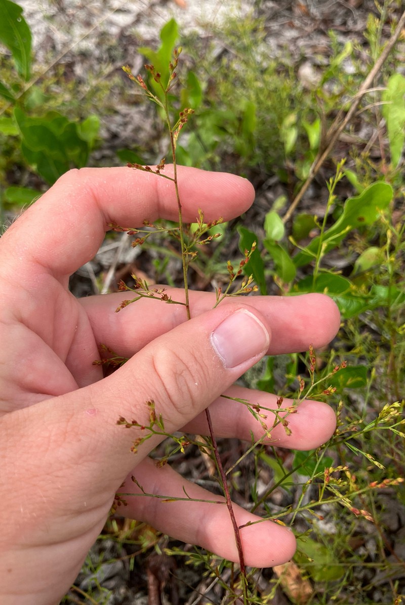Pineland Pinweed photo 7