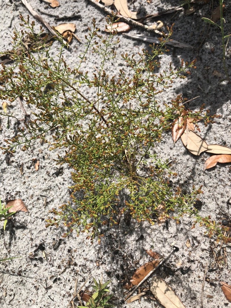 Pineland Pinweed photo 8