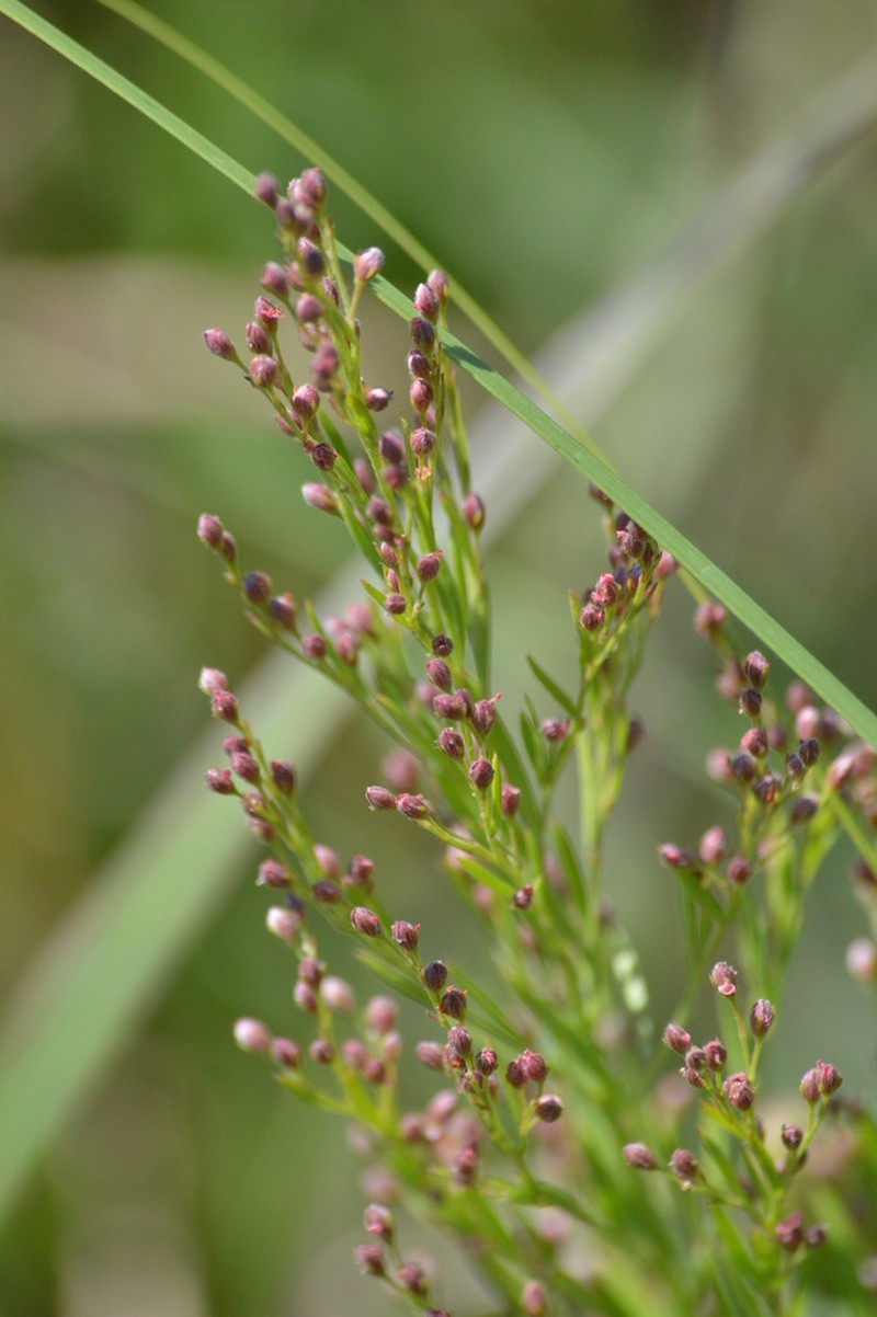 Prairie Pinweed