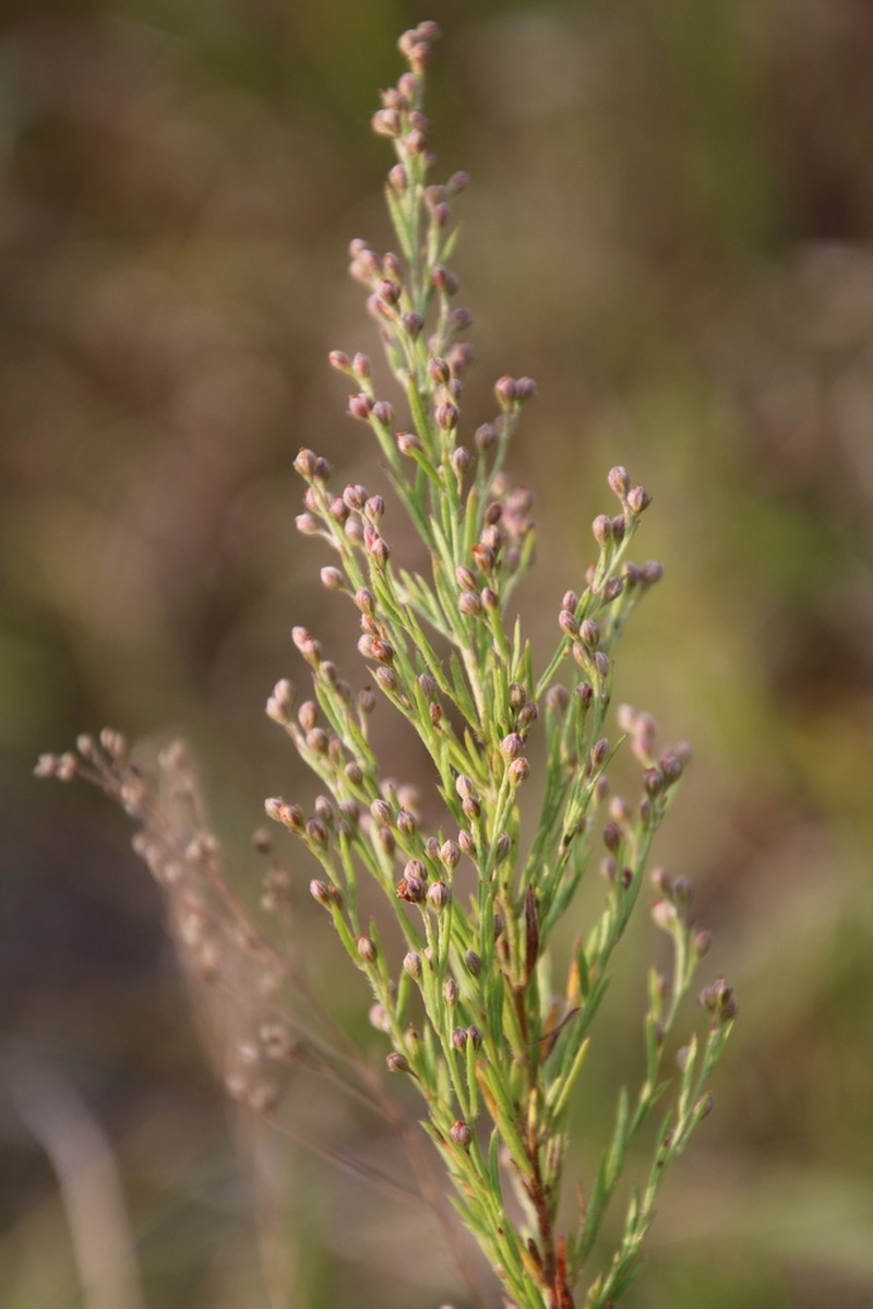 Prairie Pinweed photo 2