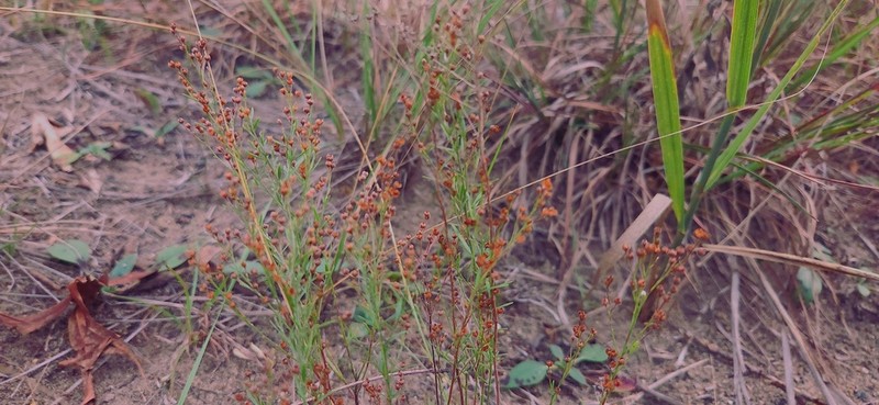 Prairie Pinweed photo 3
