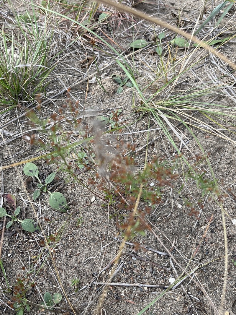 Prairie Pinweed photo 4