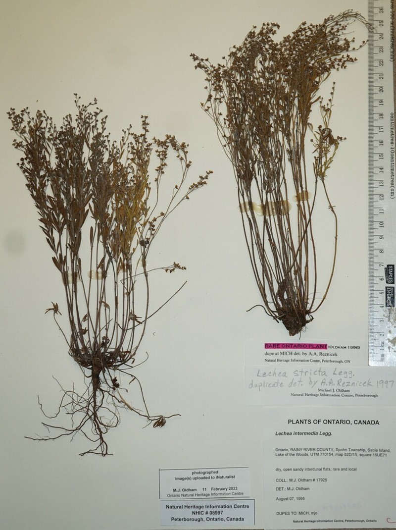 Prairie Pinweed photo 5