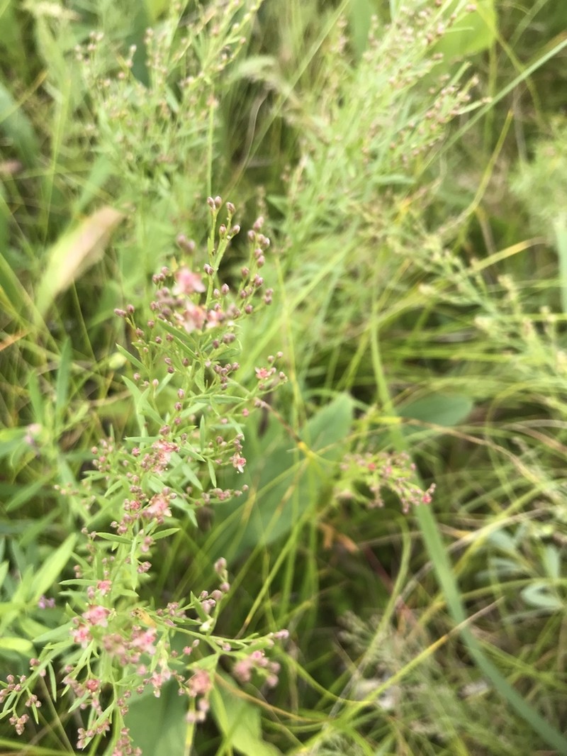 Prairie Pinweed photo 6