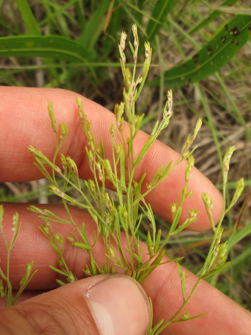 Prairie Pinweed photo 7