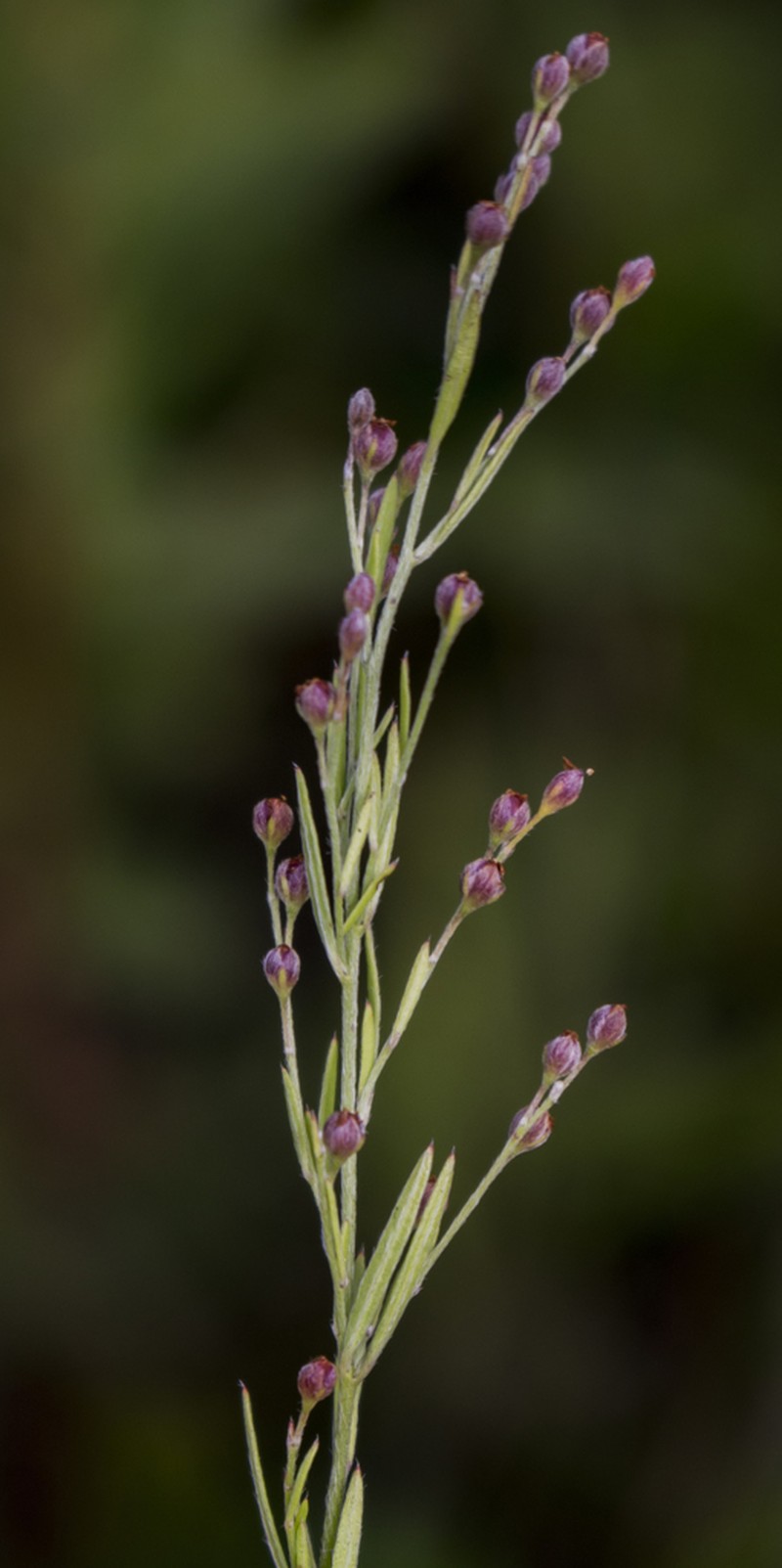 Prairie Pinweed photo 8