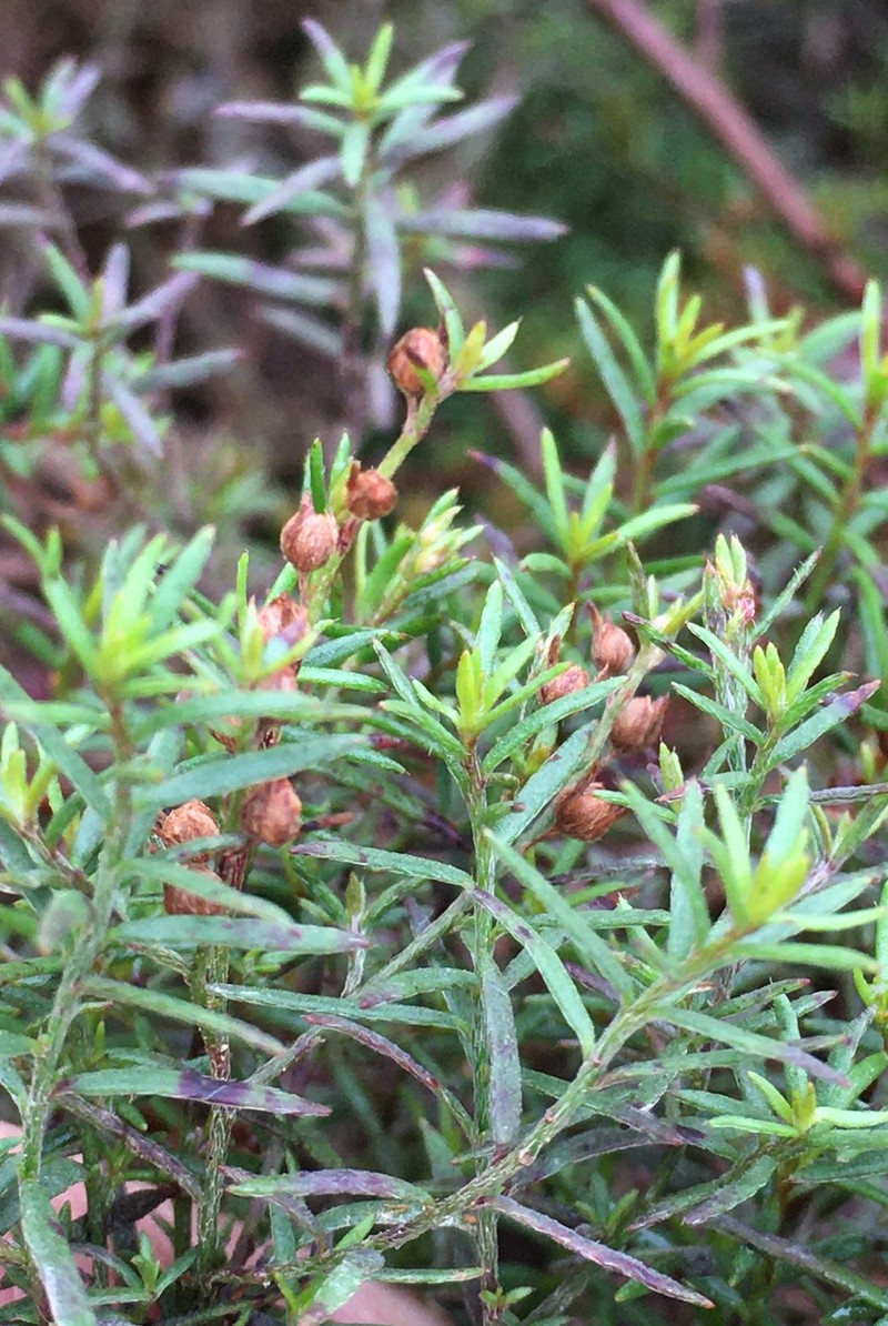 Narrowleaf Pinweed photo 3