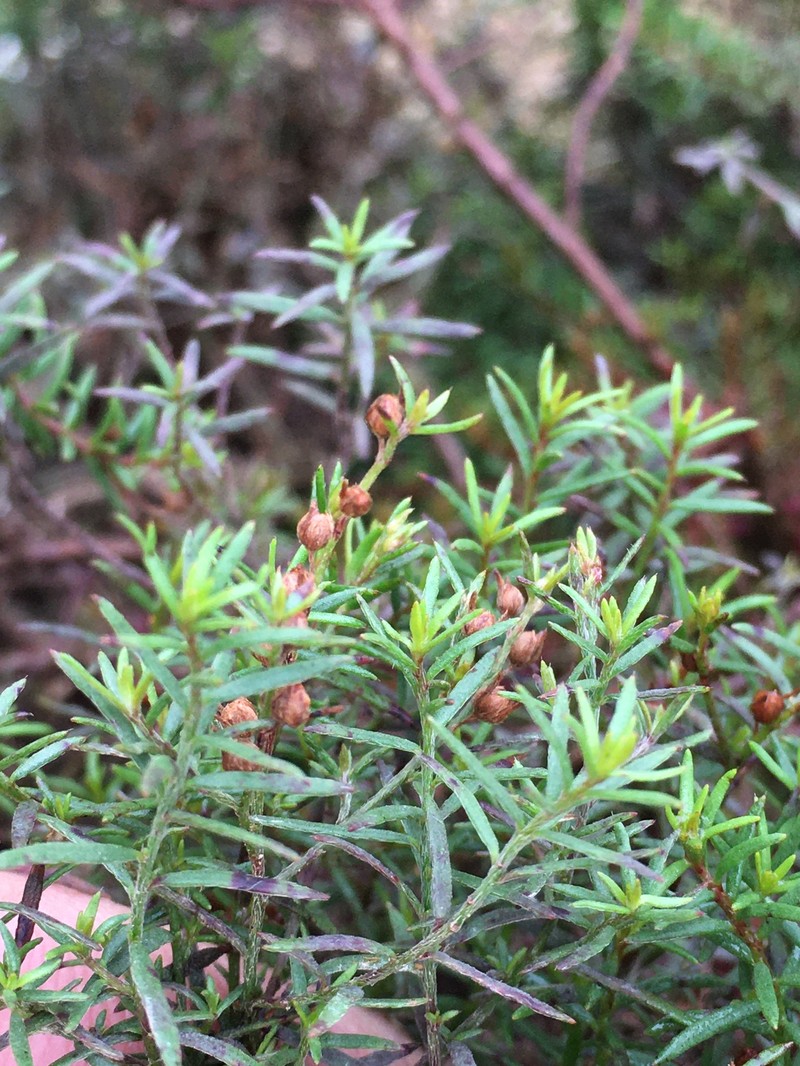 Narrowleaf Pinweed