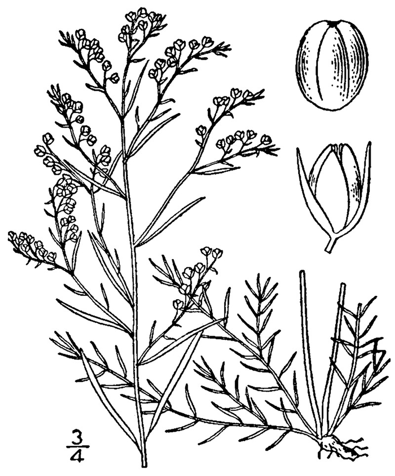 Narrowleaf Pinweed photo 2