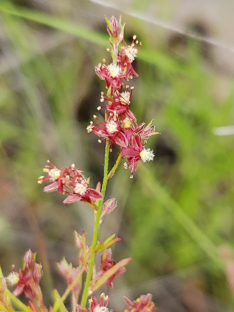 Narrowleaf Pinweed
