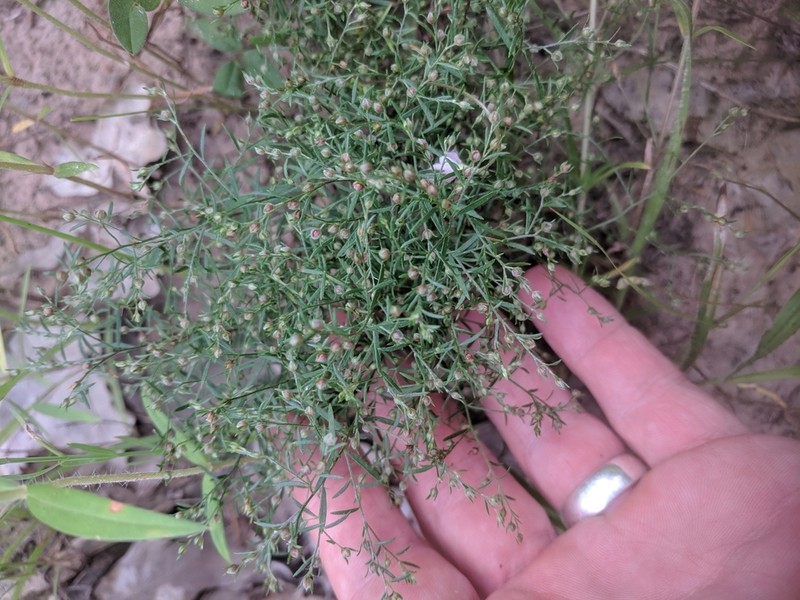 Narrowleaf Pinweed photo 2