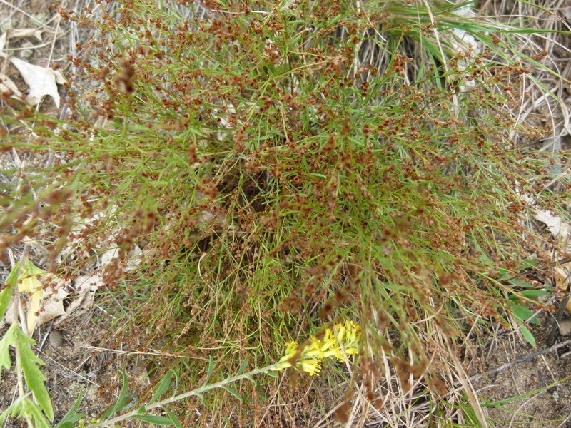Narrowleaf Pinweed photo 3