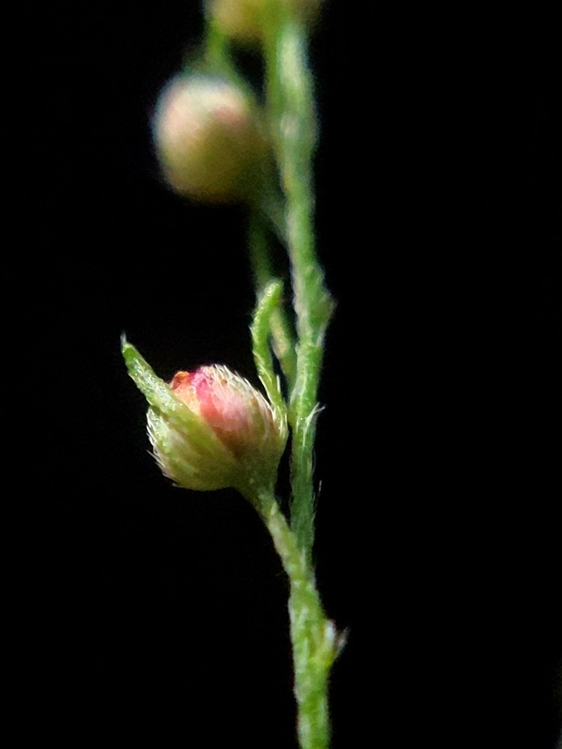 Narrowleaf Pinweed photo 4