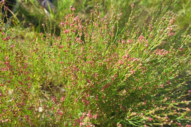Narrowleaf Pinweed photo 5