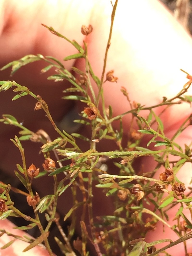 Narrowleaf Pinweed photo 6