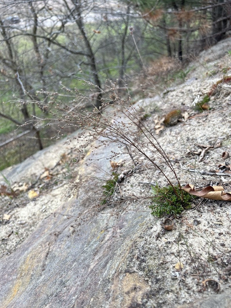 Narrowleaf Pinweed photo 7