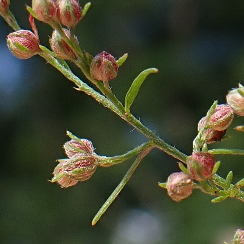 Narrowleaf Pinweed photo 8