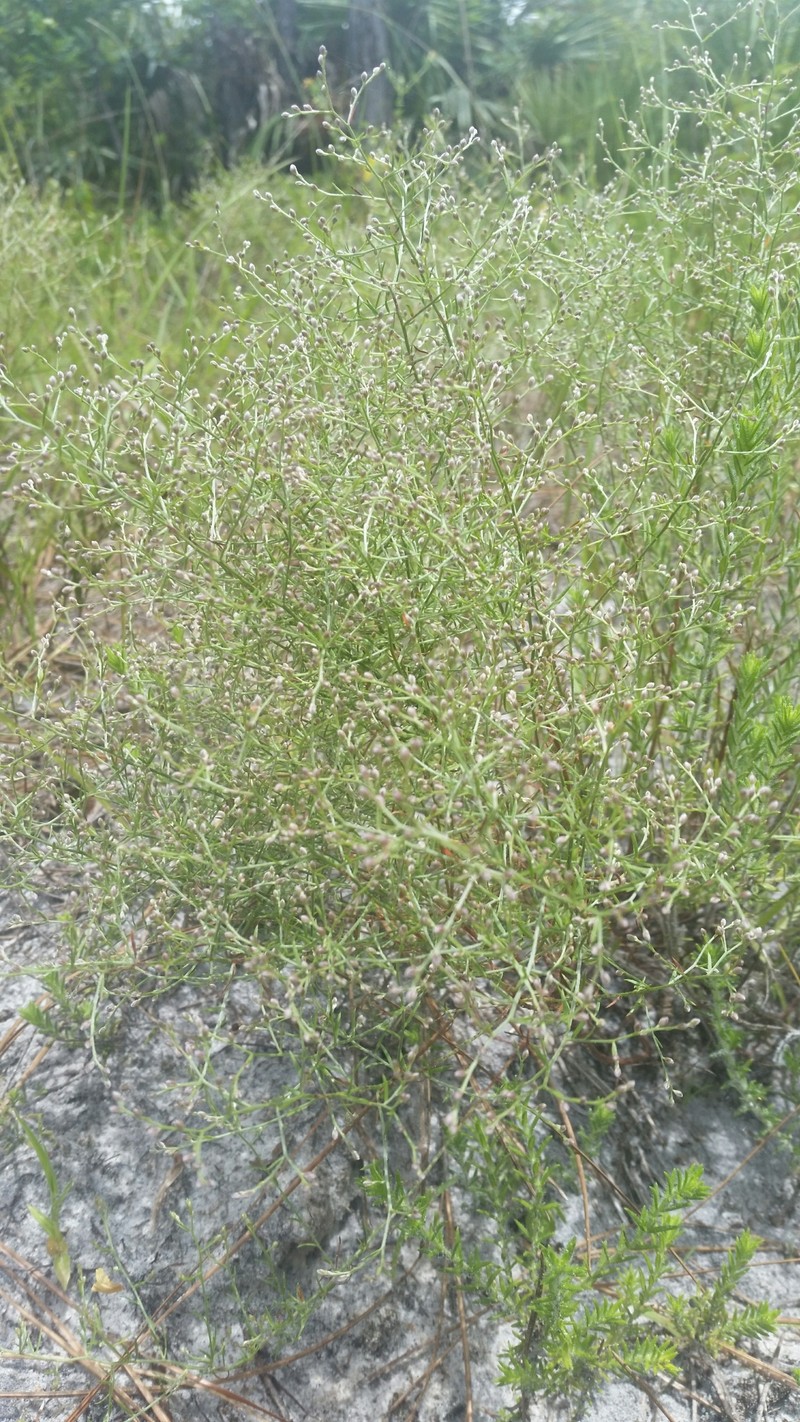 Piedmont Pinweed photo 2