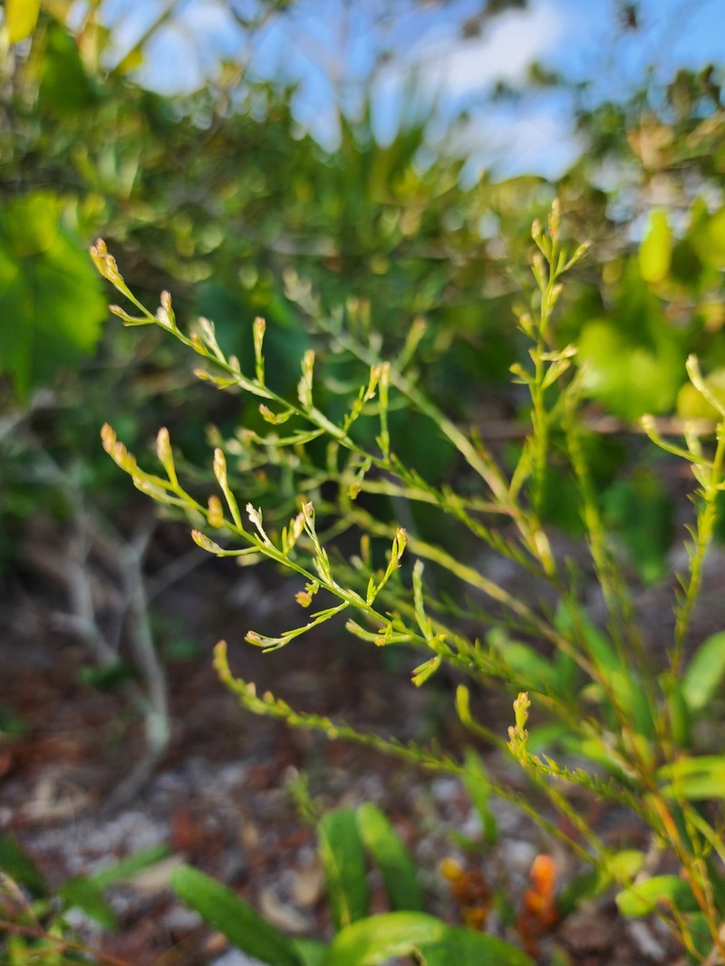 Piedmont Pinweed