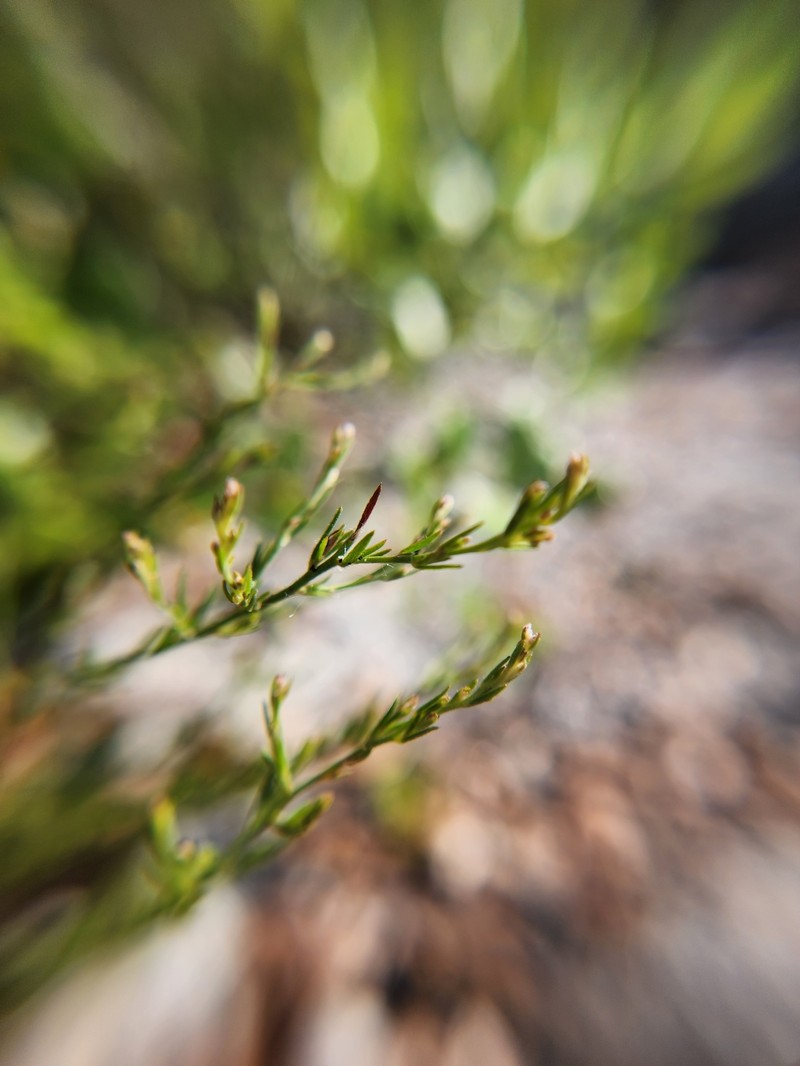 Piedmont Pinweed photo 3