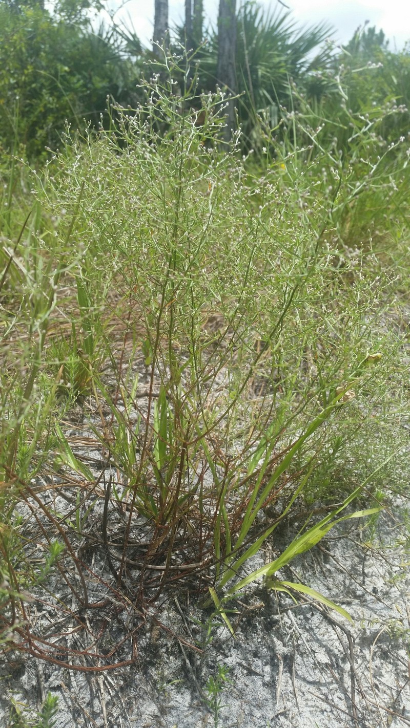 Piedmont Pinweed photo 4