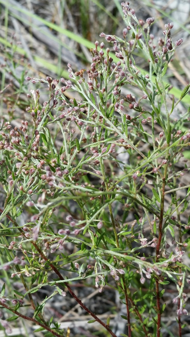 Piedmont Pinweed photo 5