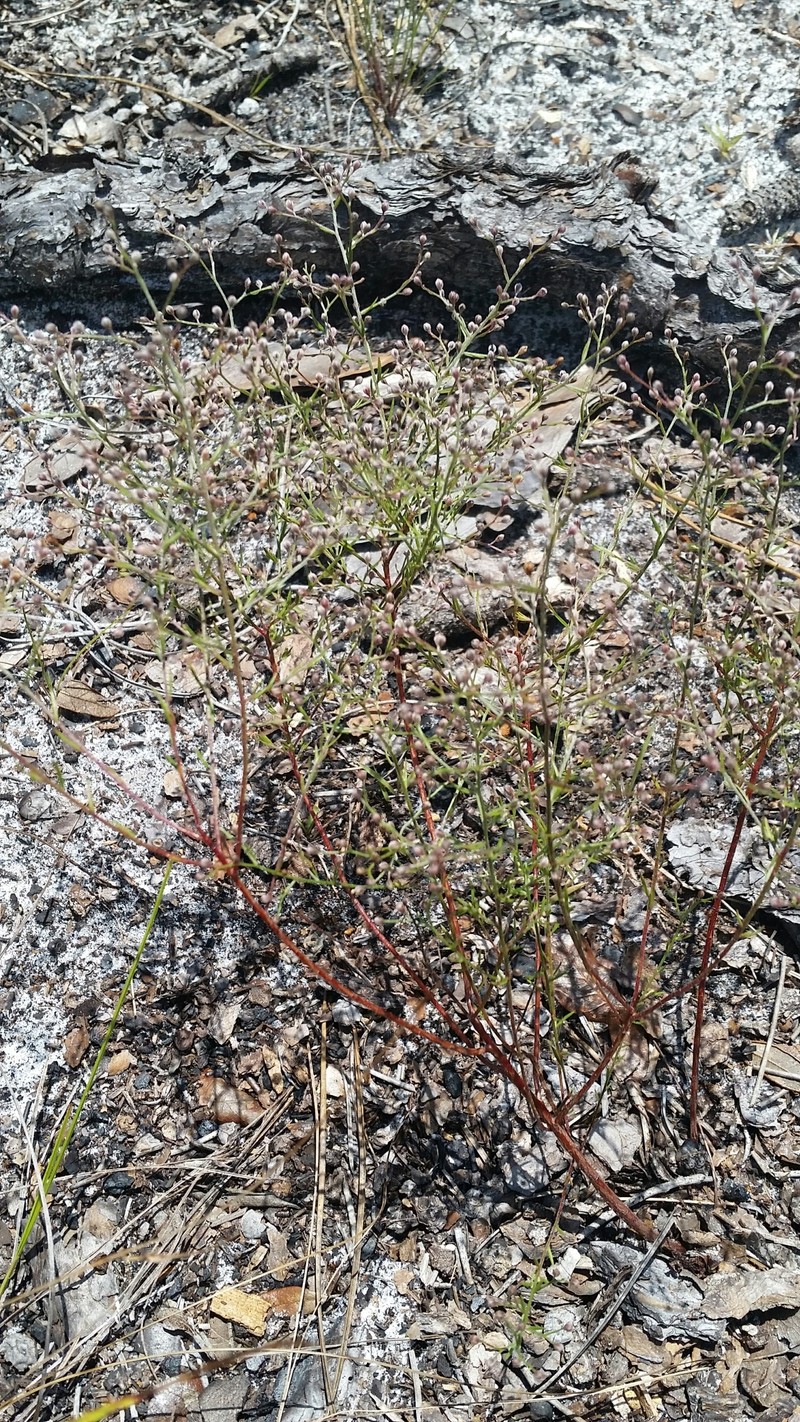Piedmont Pinweed photo 6