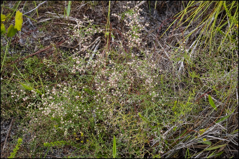 Piedmont Pinweed